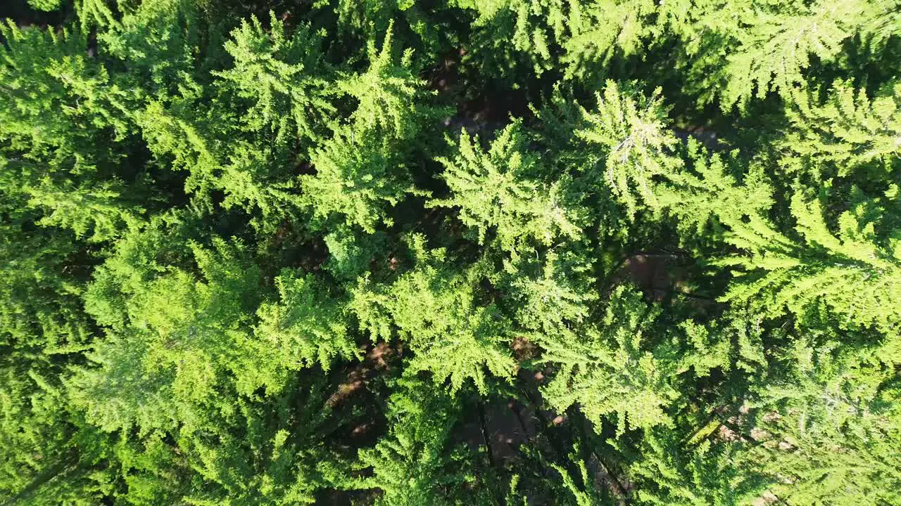 drone shot from above on the forest that is directly below the drone