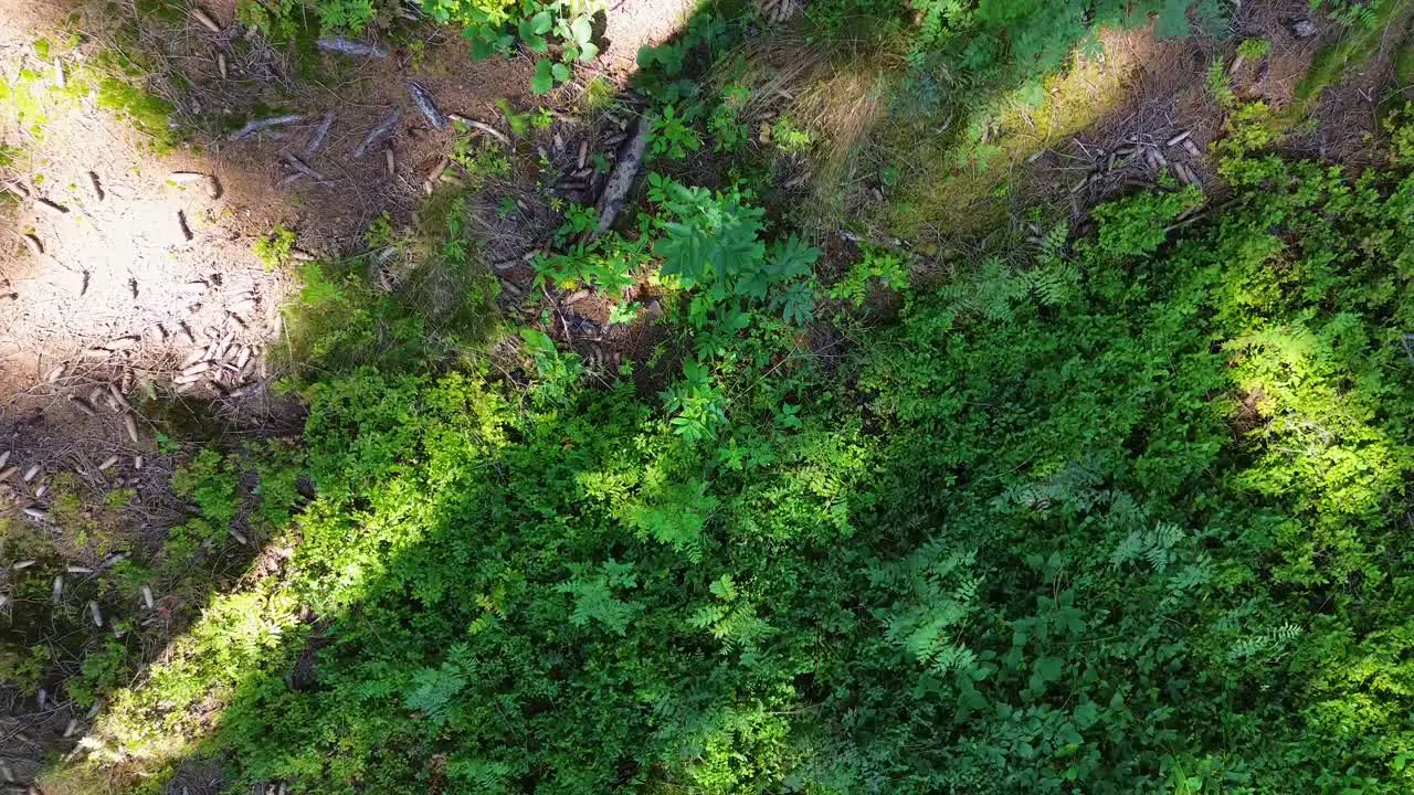 drone shot between trees in which the camera captures the space directly below the drone and rises between the treetops