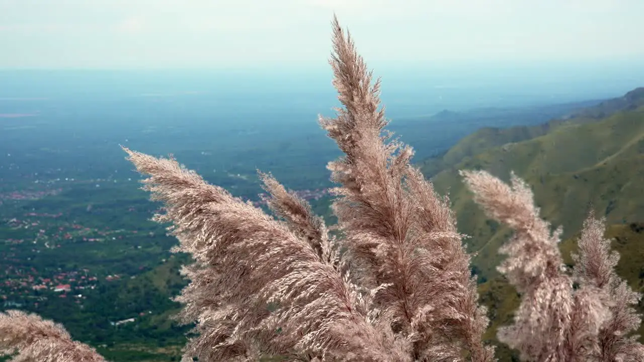 Pampa grass on the slope of a mountain