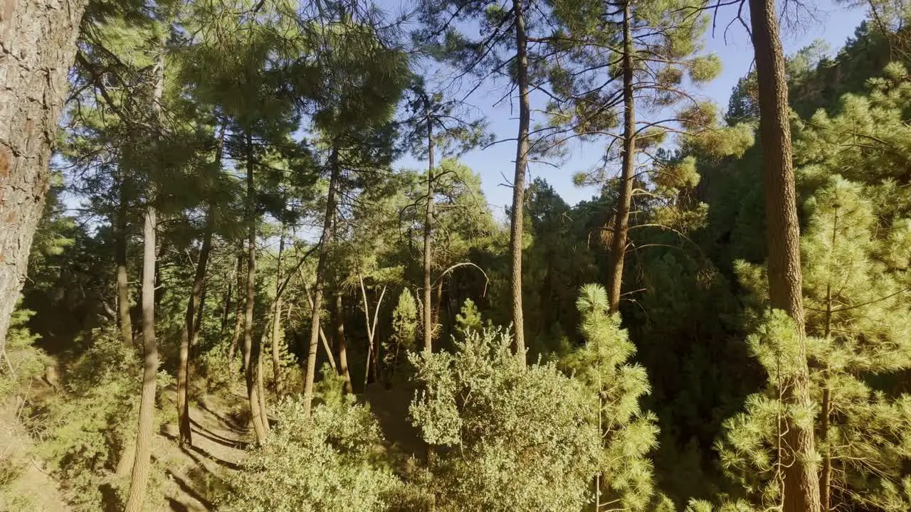 Drone shot in the forest of France through the warm nature