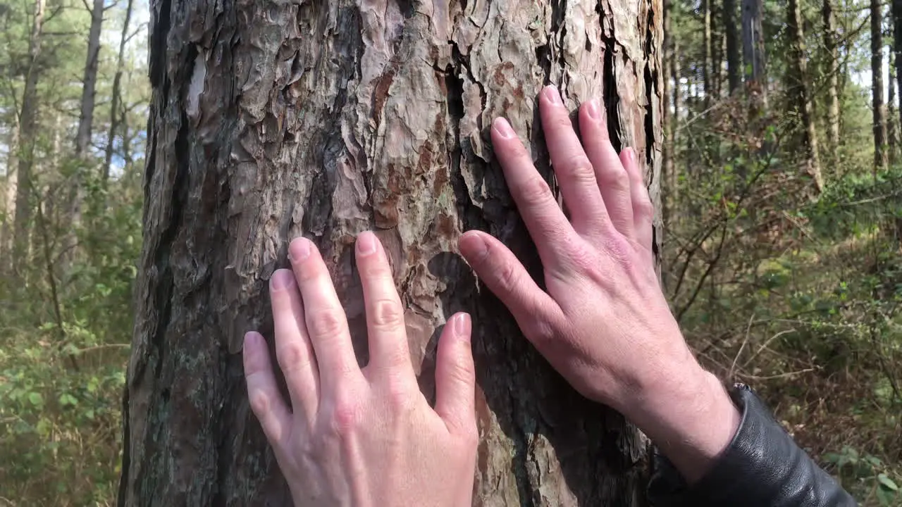 Tracking shot of two hands sliding down tree bark in forest during the day