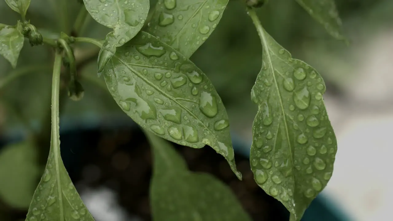 Footage of raindrops on a green leaf during a rare Southern California storm