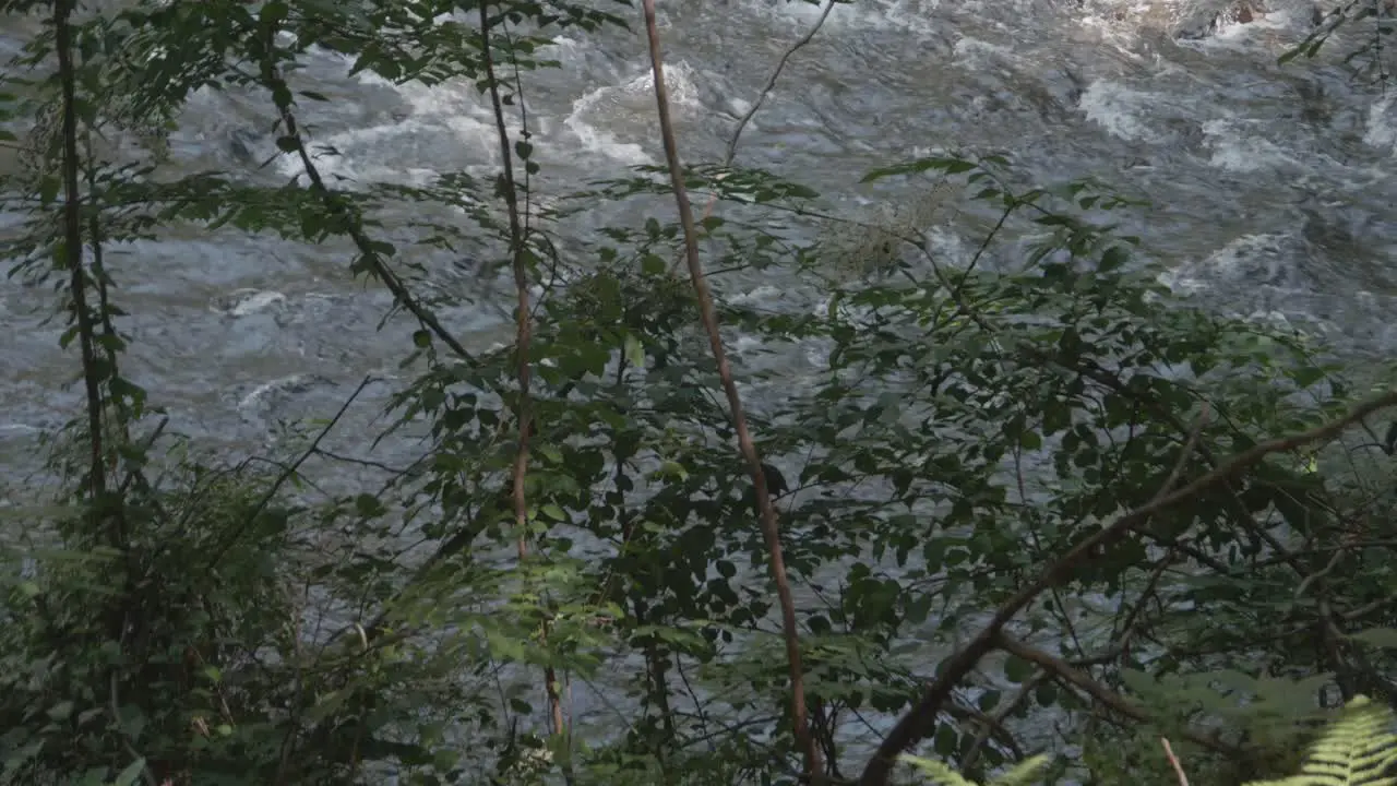 Overhead shot of the Wissahickon Creek Philadelphia