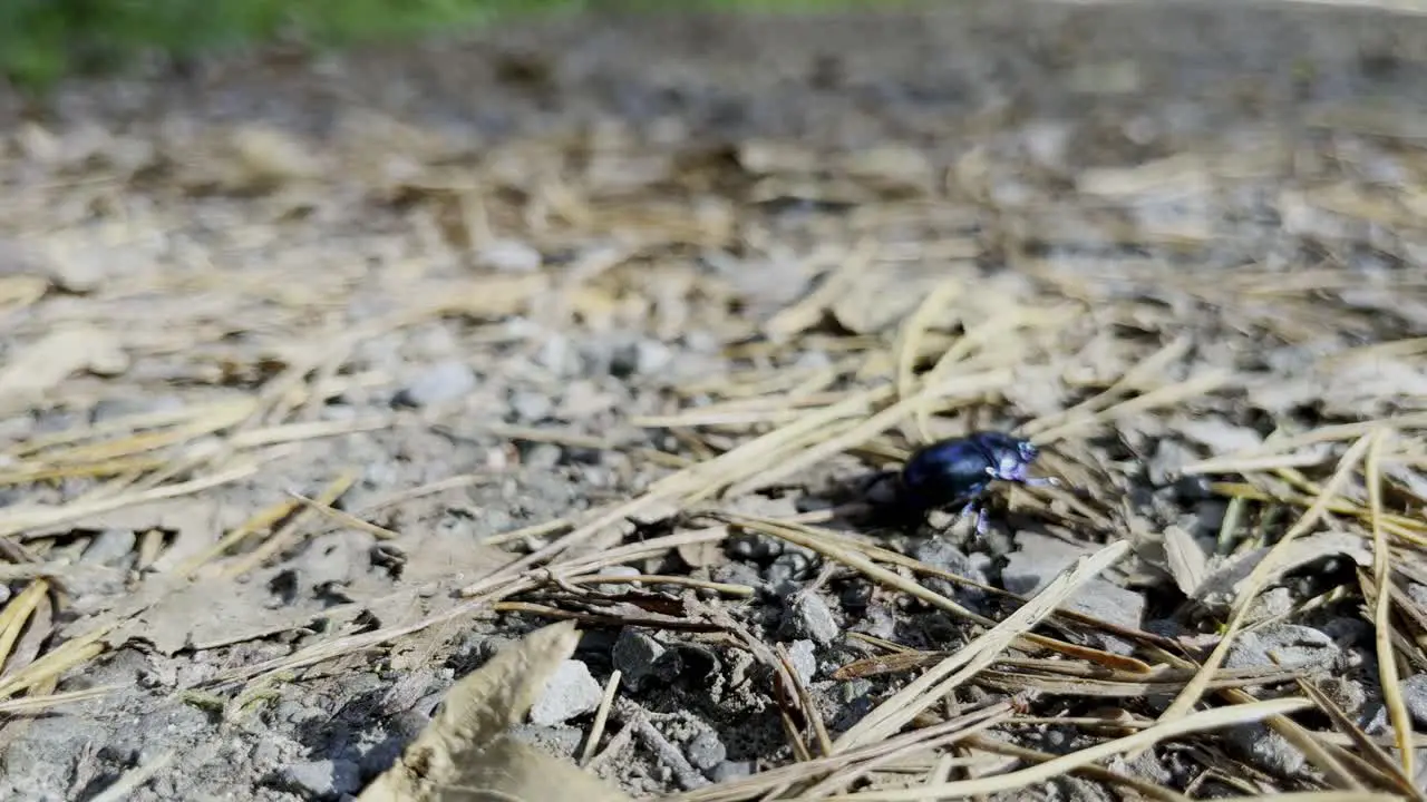 Japanese rhinoceros beetle walks across forest floor with needles