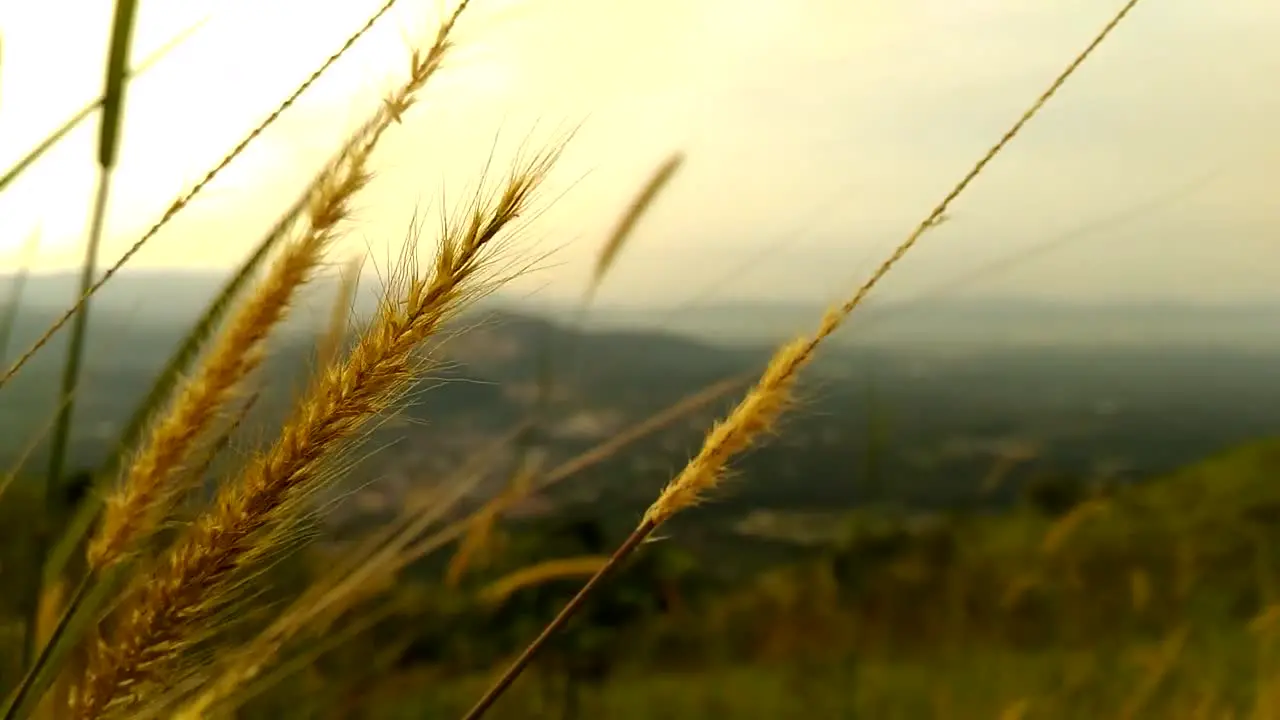 Tall Grass Blowing In The Wind