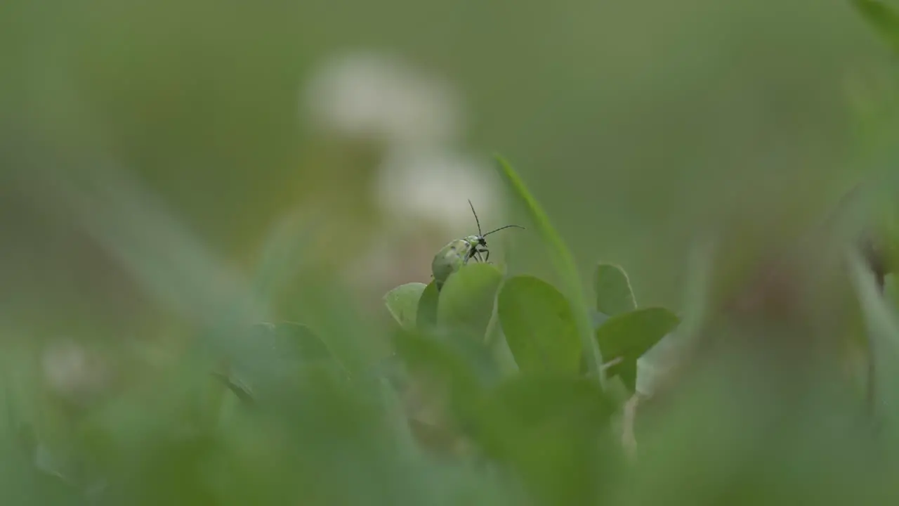 Amazing macro video of a Green Ladybug grooming itself on a clover leaf captured in 4K at 60 fps for stunning details