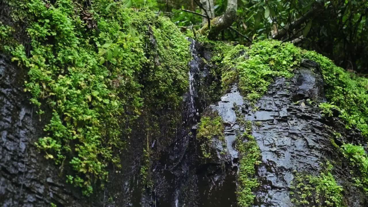 Water flowing from the mountains in the Black Sea Highlands