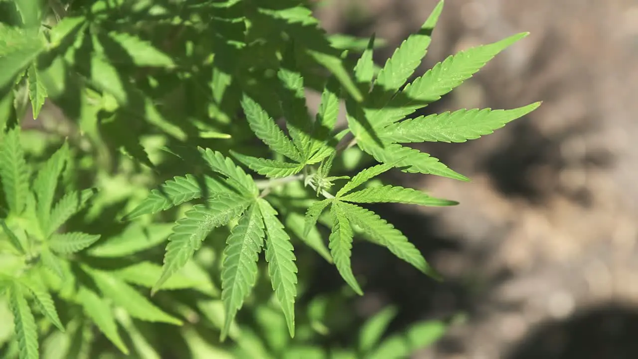 Cannabis plant growing wild outside