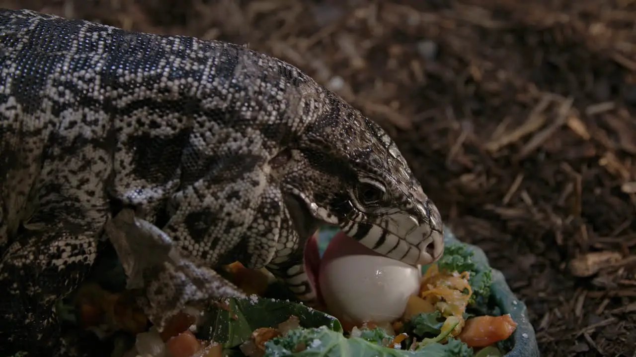 Tegu lizard eating an egg from a salad