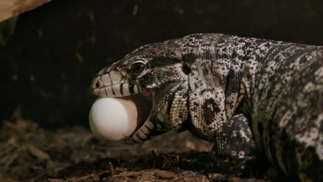 Tegu lizard stealing an egg from a chicken coop