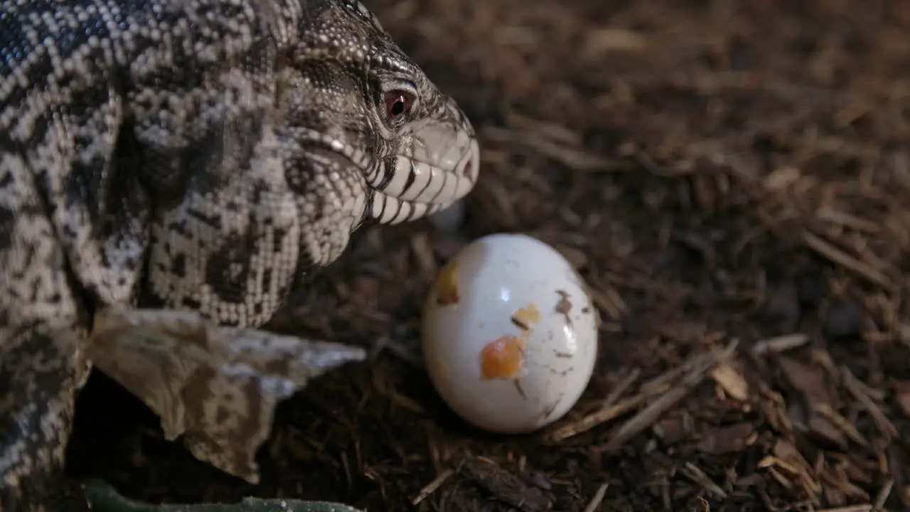 Tegu lizard picking up an egg