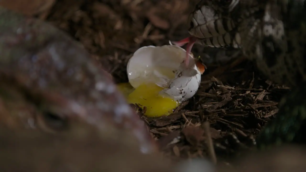 A tegu lizard chowing down on a chicken egg it raided from a coop