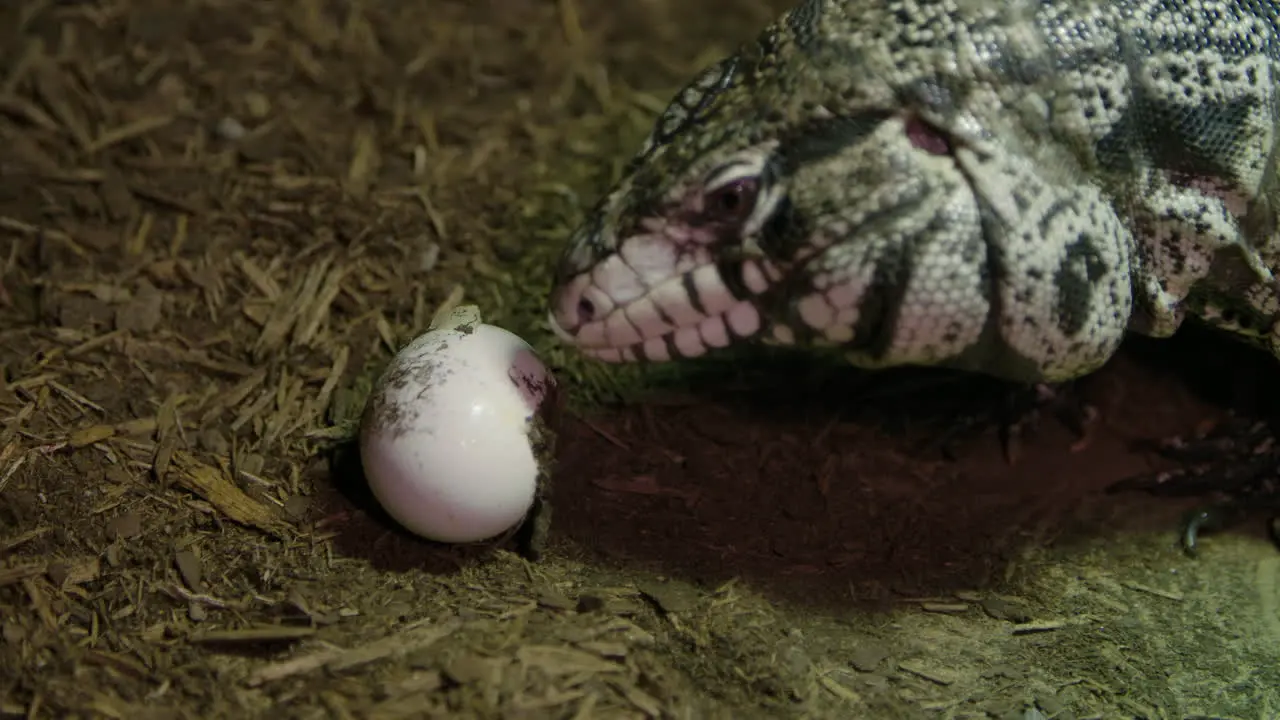 Tegu lizard rolling an egg in the dirt