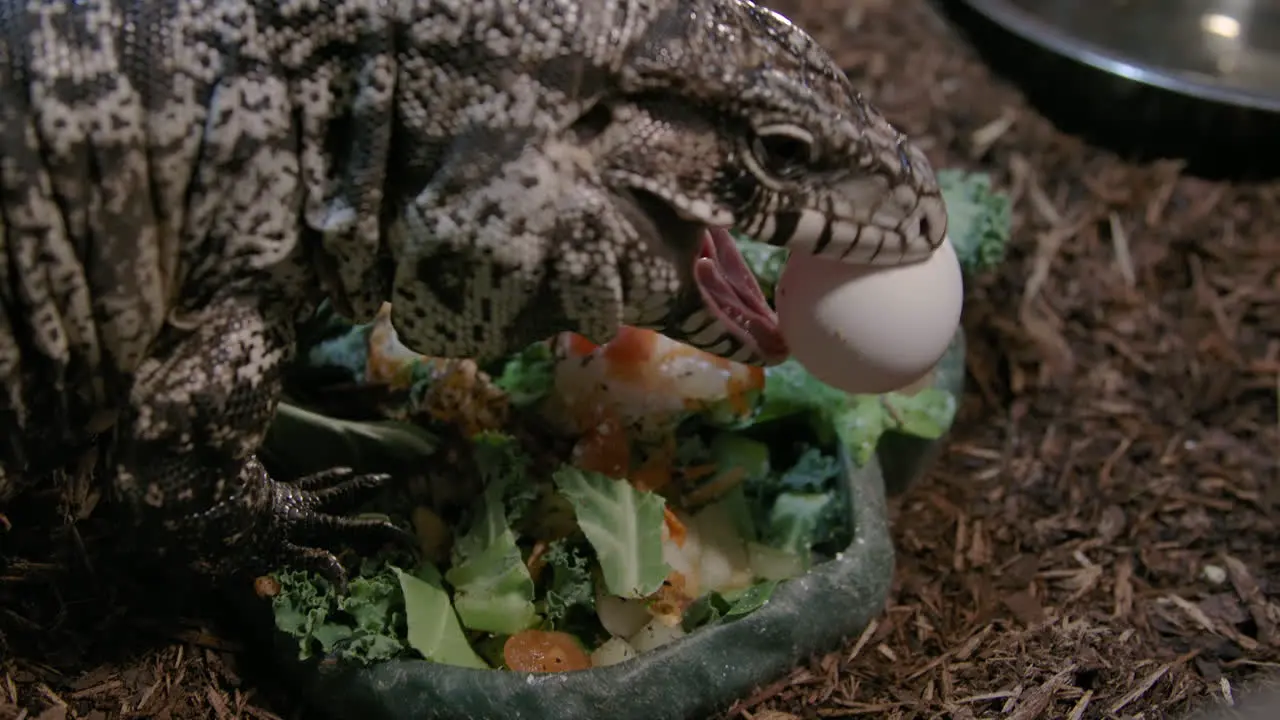 Tegu in captivity eating a salad with egg