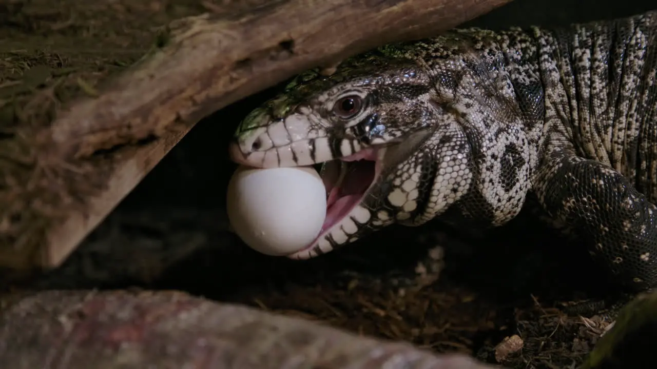 Tegu lizard eating a chicken egg