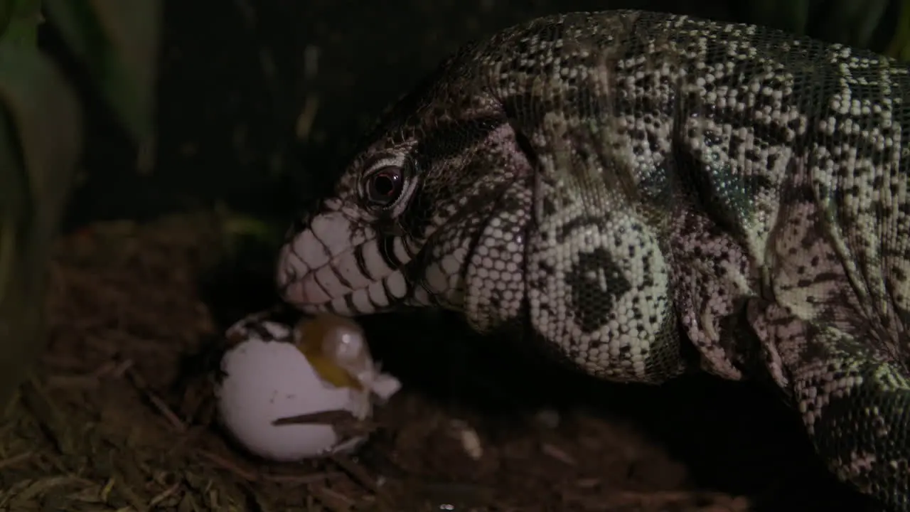 Tegu lizard eating and licking a chicken egg he stole