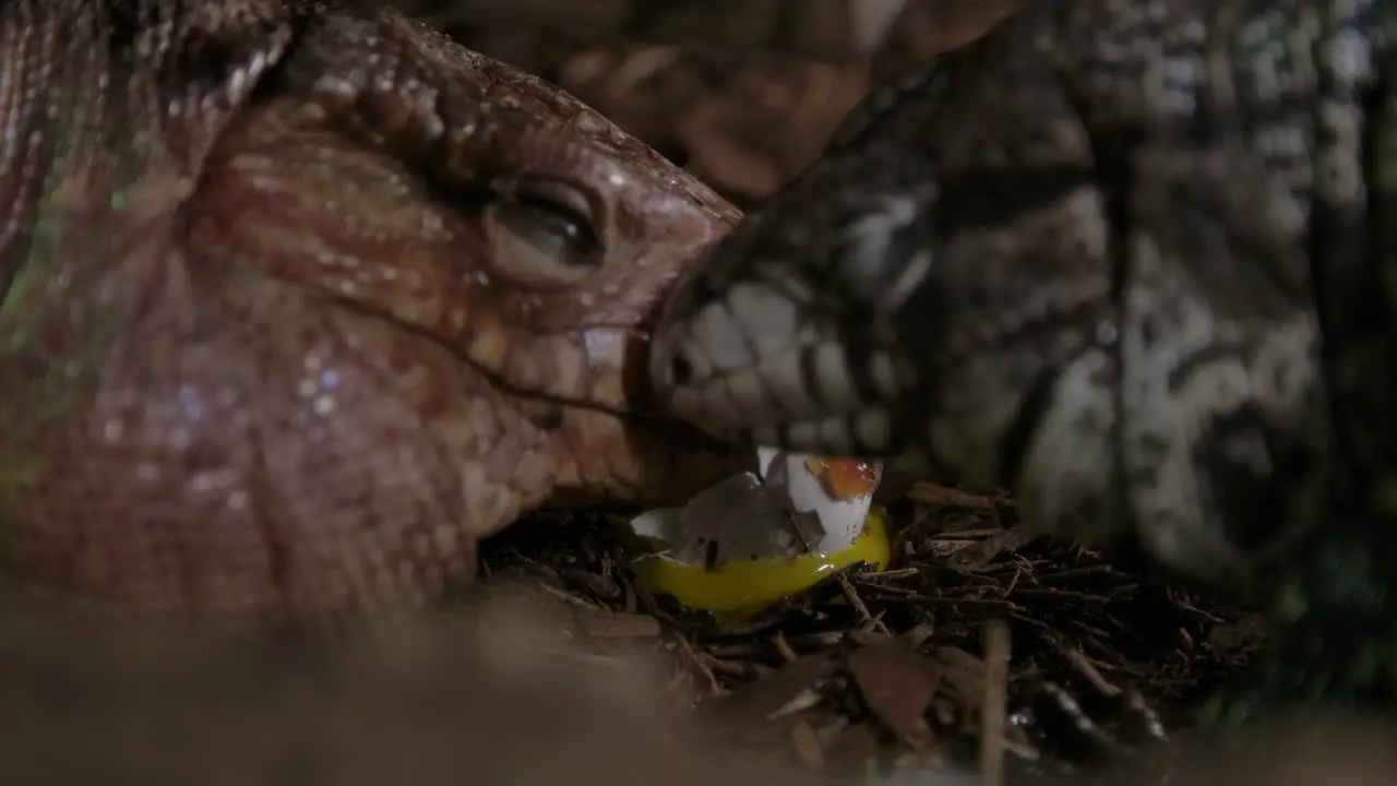 Tegu lizards eating chicken eggs