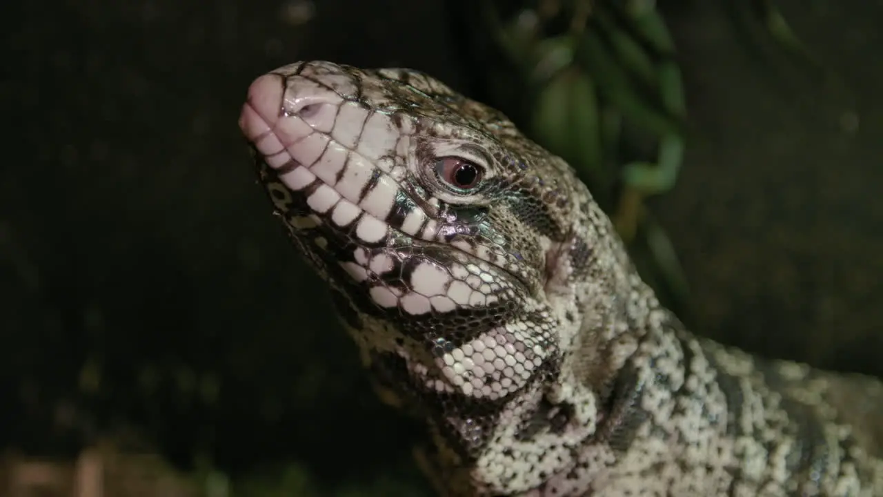 Tegu tongue lick in slow motion