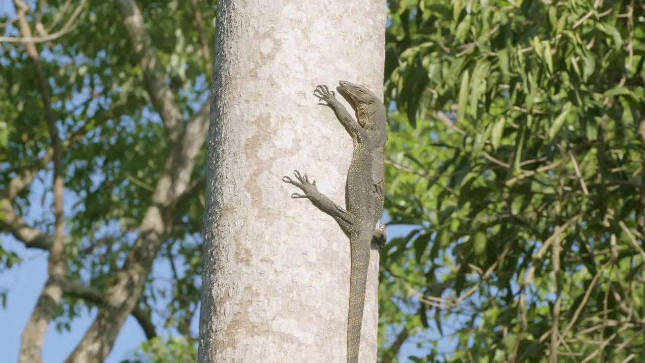 Monitor Lizard Rests Vertically On Tree