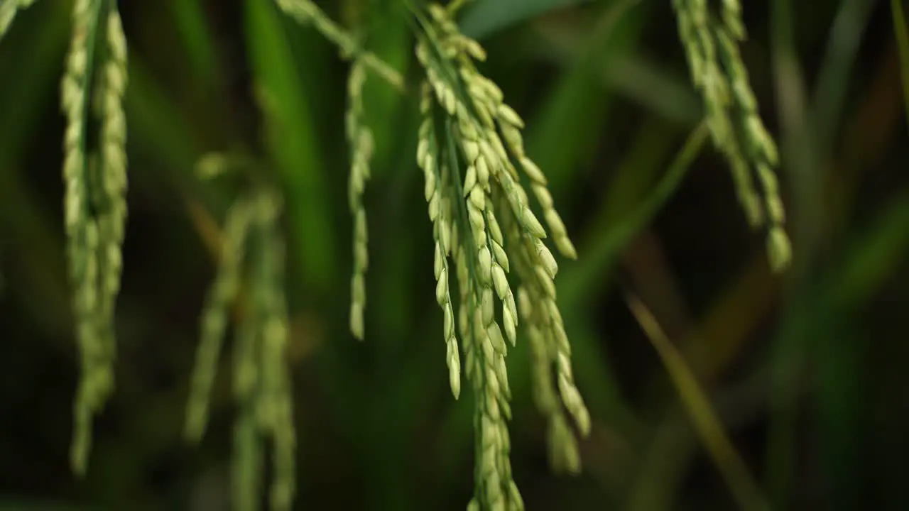 Rice is the staple food in many Asian countries