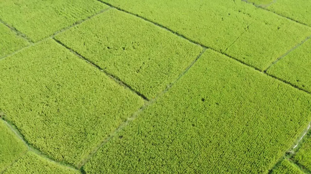 Aerial view shot of vast paddy field