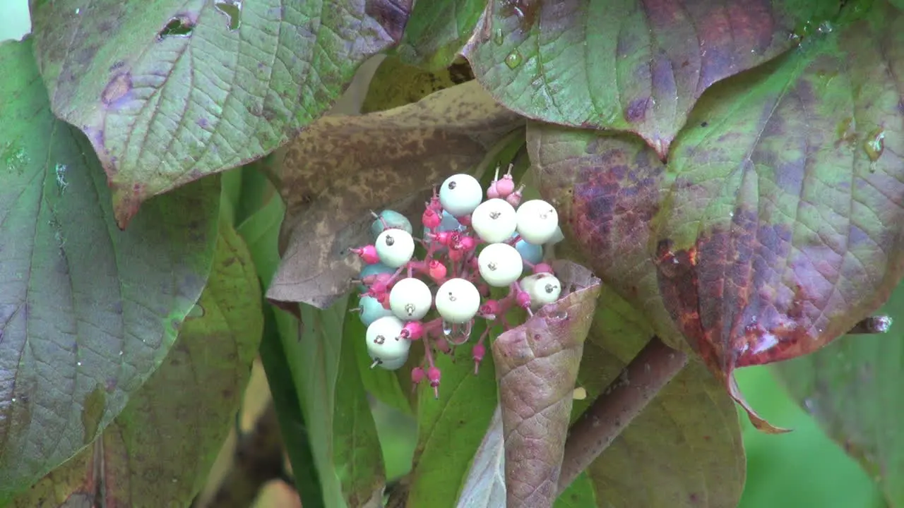 Minnesota white berries