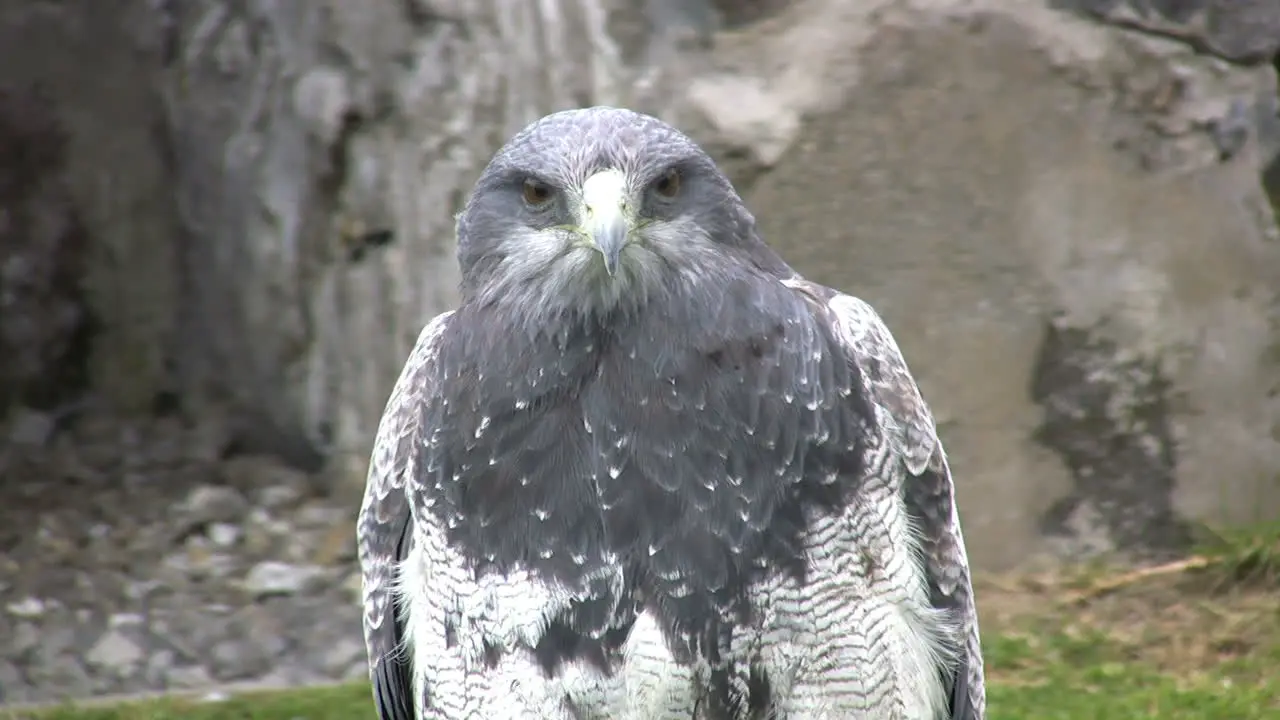 Ecuador hawk