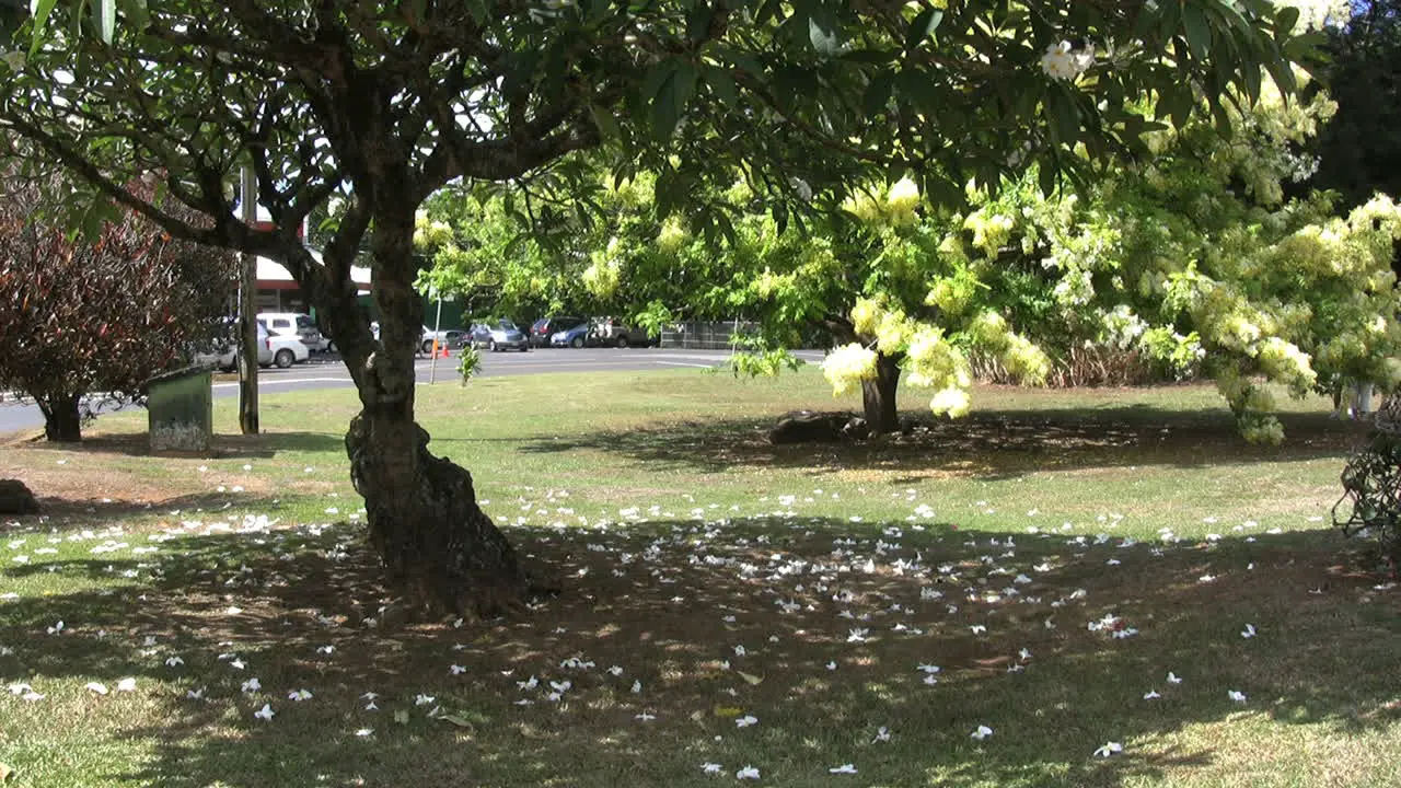 Kauai Petals from flowering tree