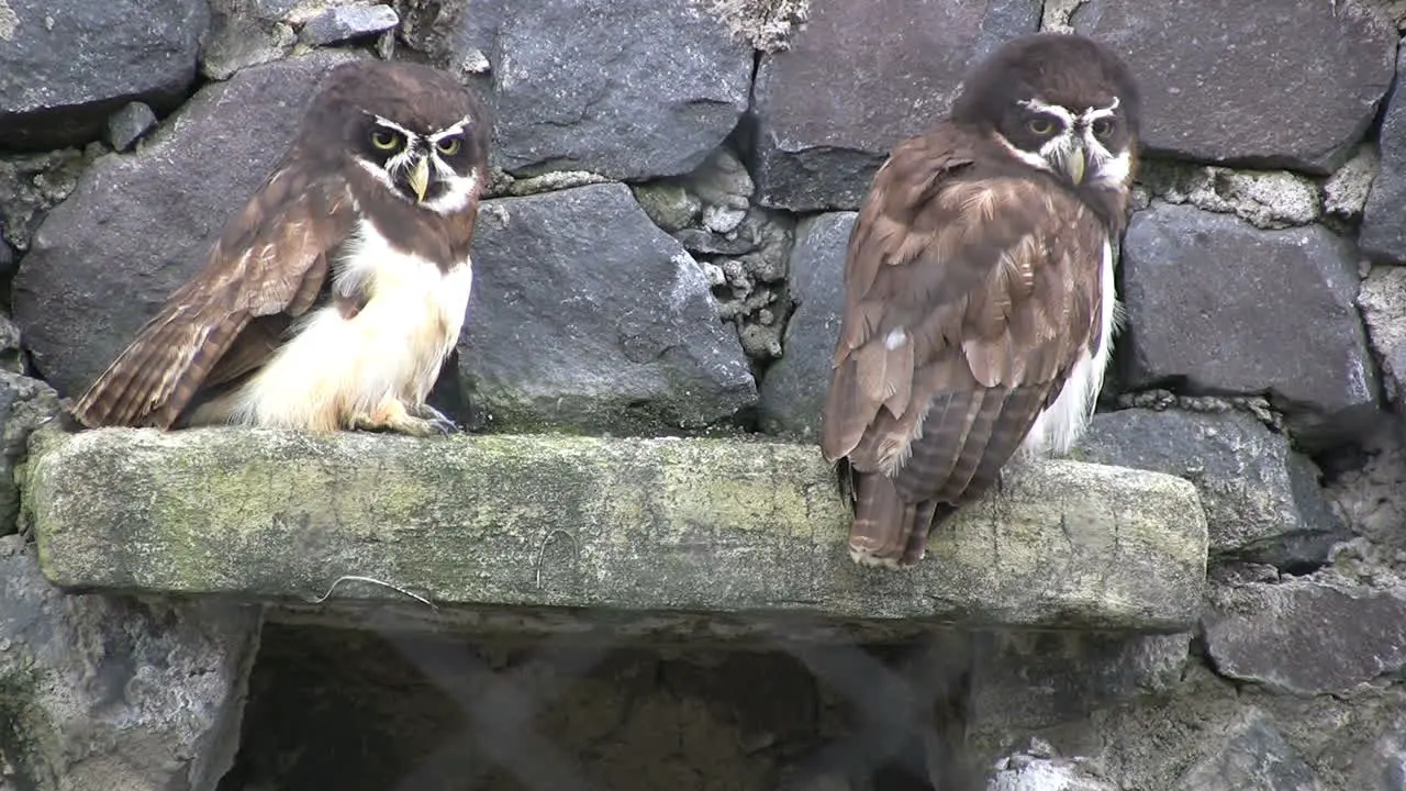 Ecuador Owls