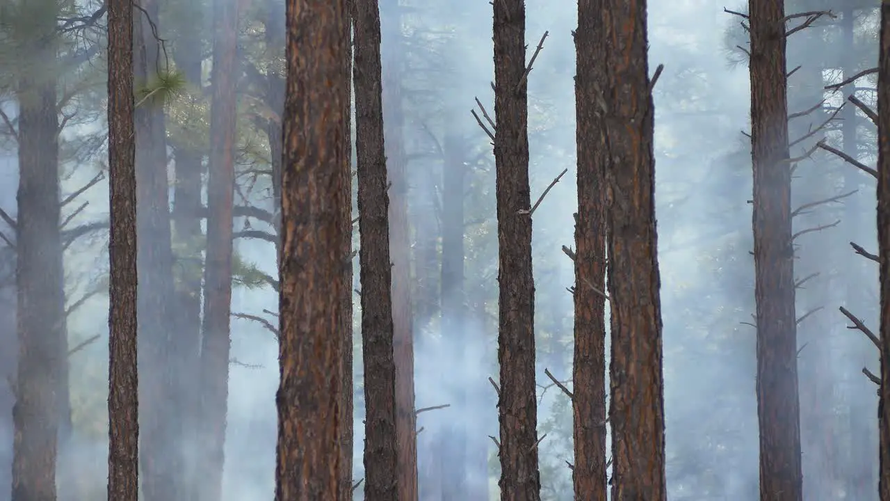 Thick smoke billowing through the trees in the forest