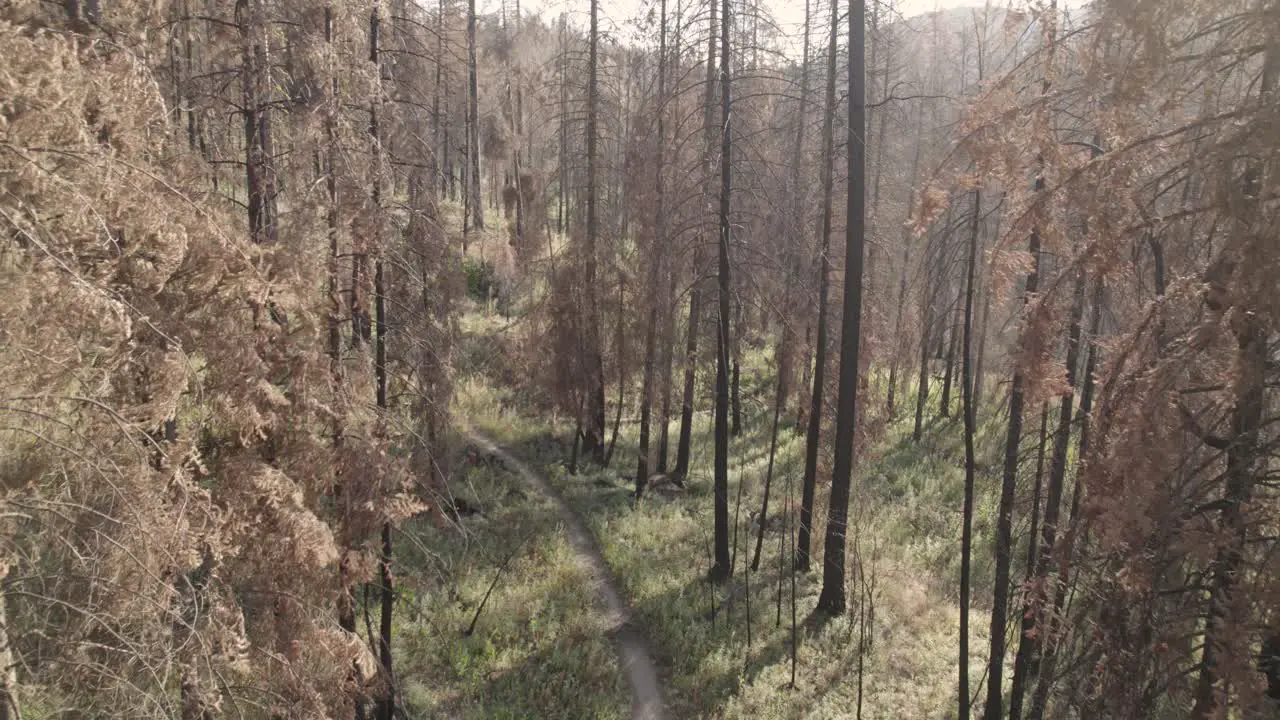 Sunny hiking trail push with a burnt forest