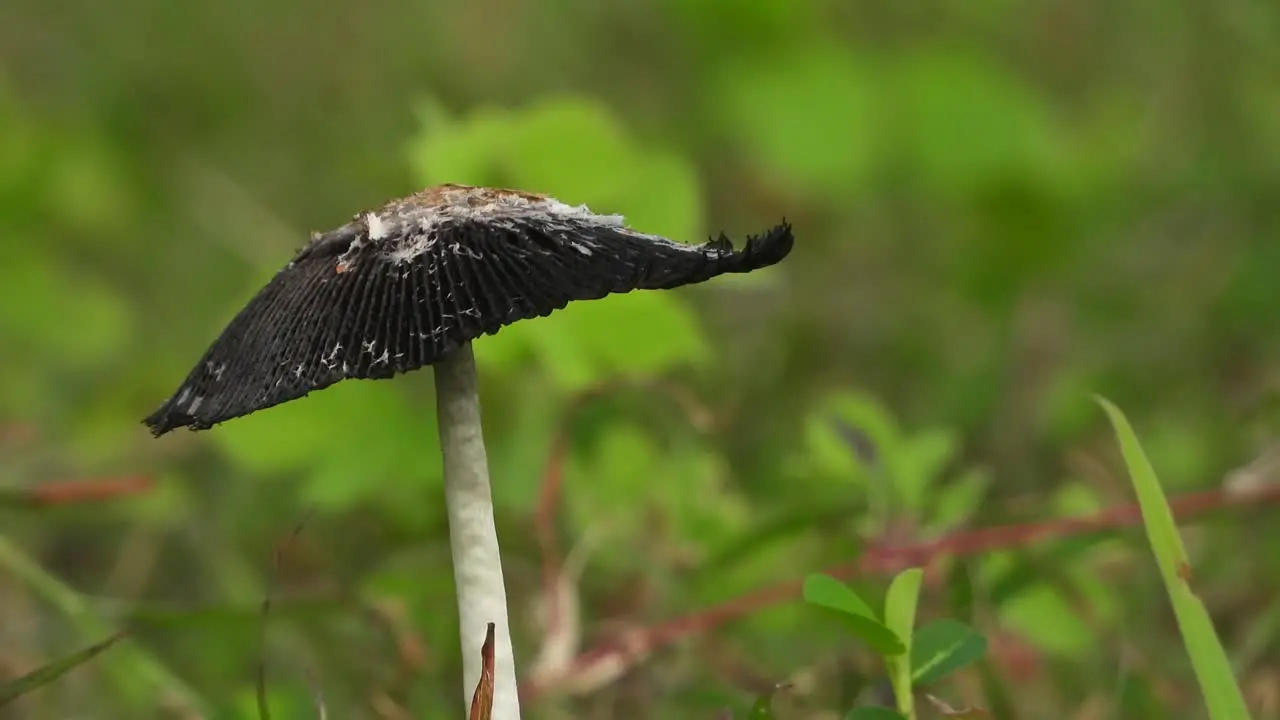 Mushroom in pond area  black 