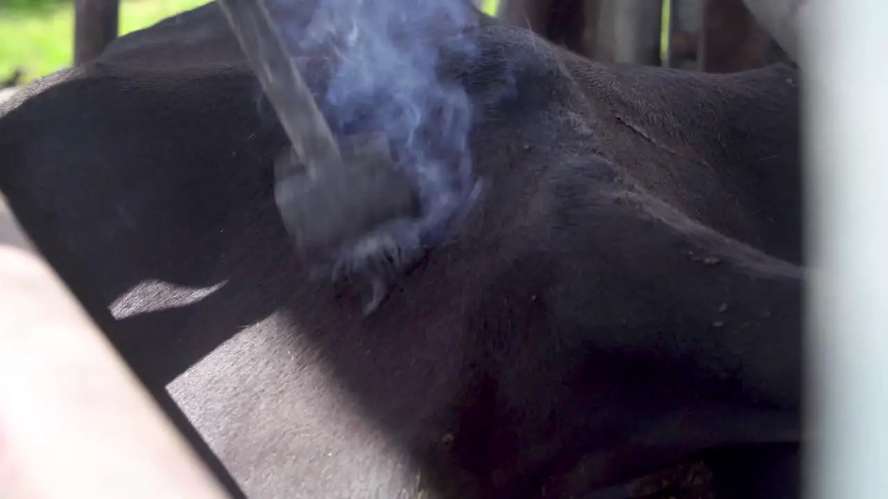 Close up view of branding iron applied to skin of black beef cow