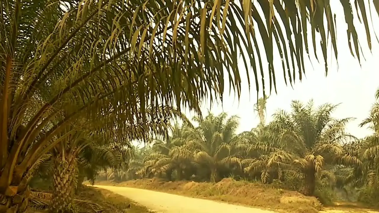 A close view from the side of the ground road palm oil trees' leaves covered by soil's dust in the dry season