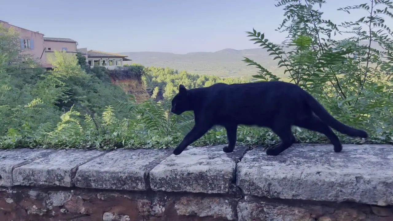 Black cat runs over a wall with cinematic landscape in the background with forests and nature in the background