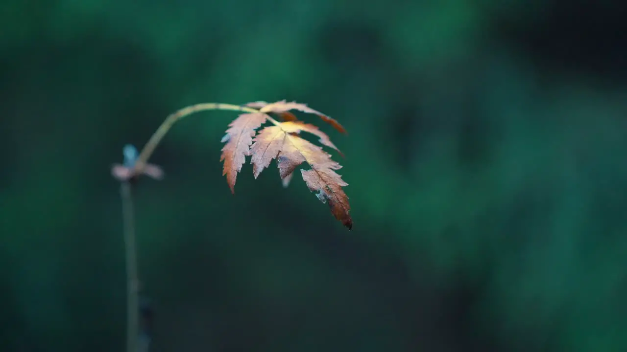 Close-up of a dry leaf on a green background slightly shaking in the breeze