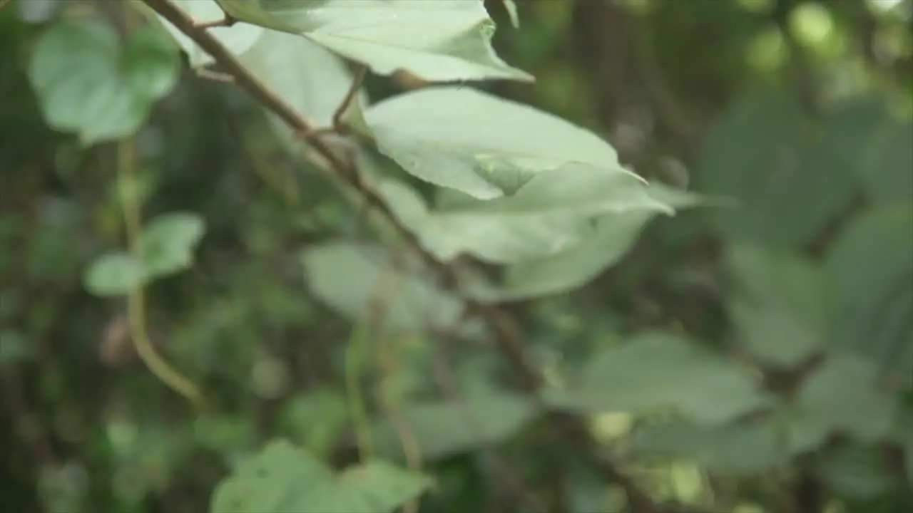 Journey through lush forest vivid green leaves in focus dreamy blurred background tranquil nature immersion