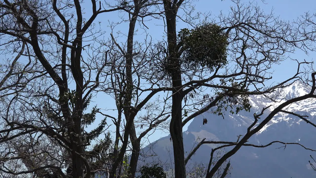 France Mistletoe And Barren Spring Branches