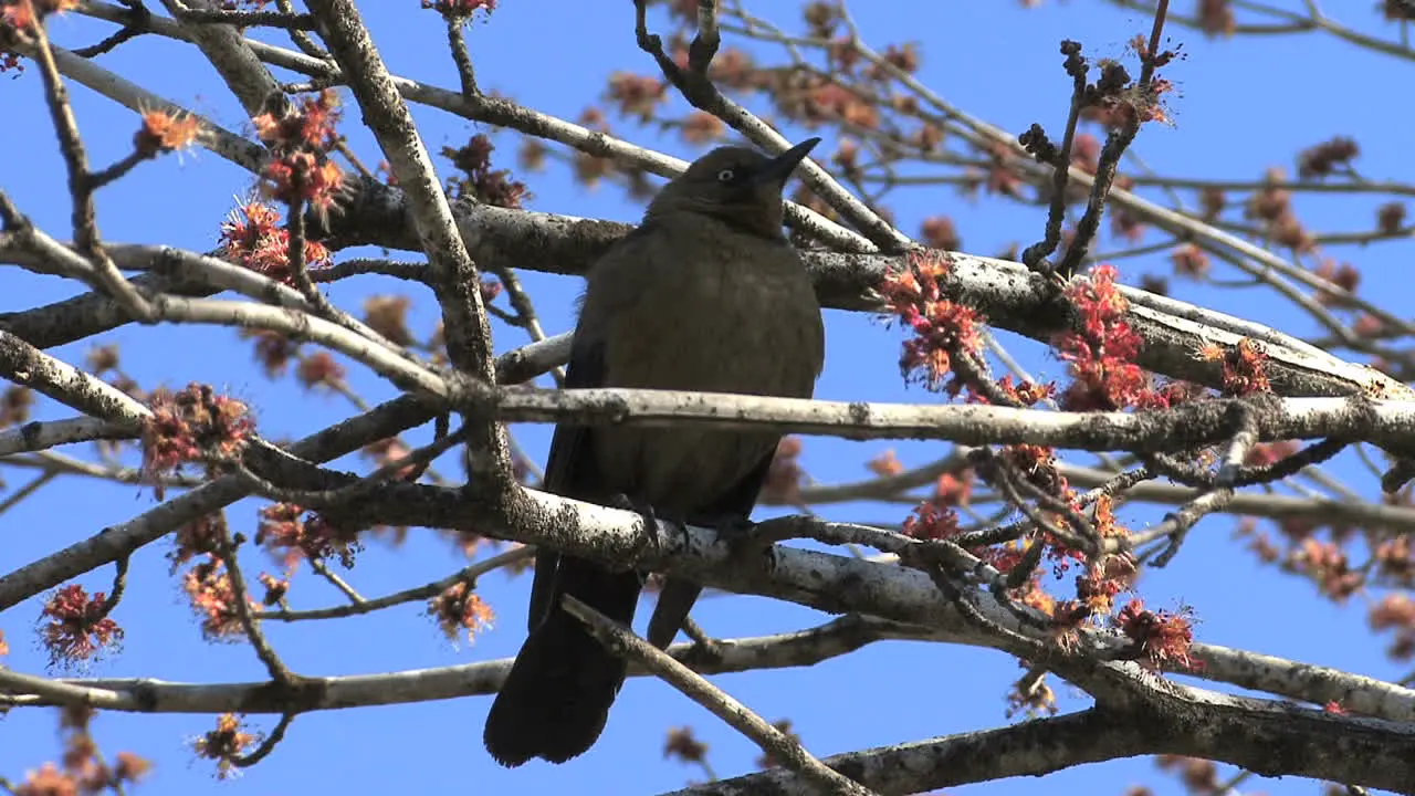 Female Rusty Blackbird