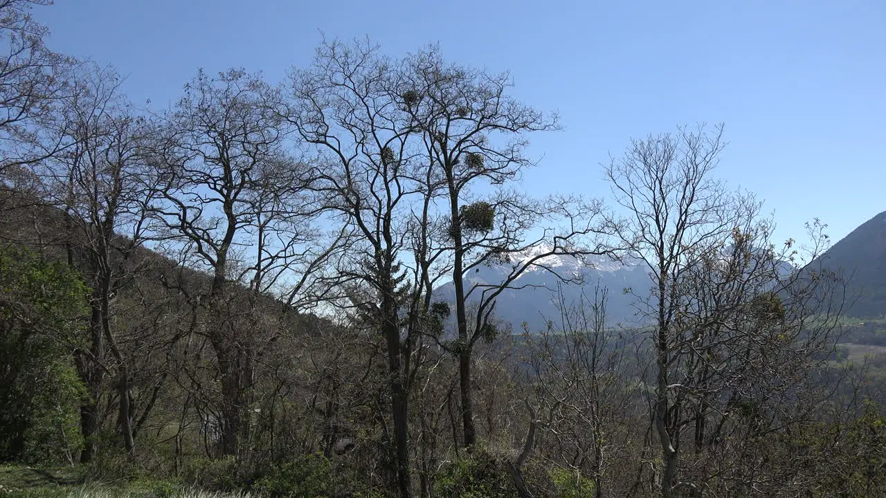 France Mistletoe In Trees With Isere Alta Alpi Beyond