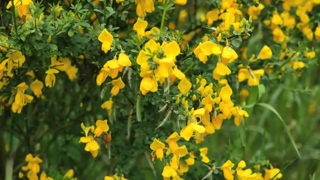 New Zealand Scotch Broom Flowers