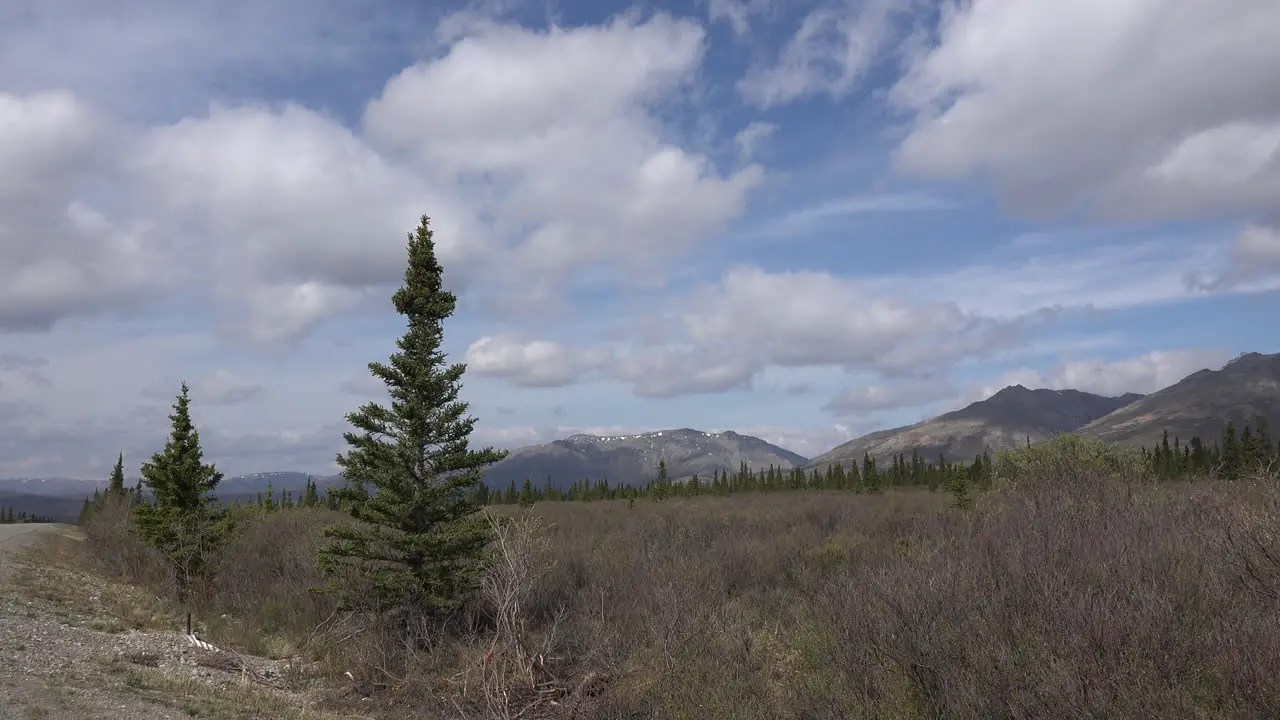 Alaska Denali Park Spruce Trees And Clouds