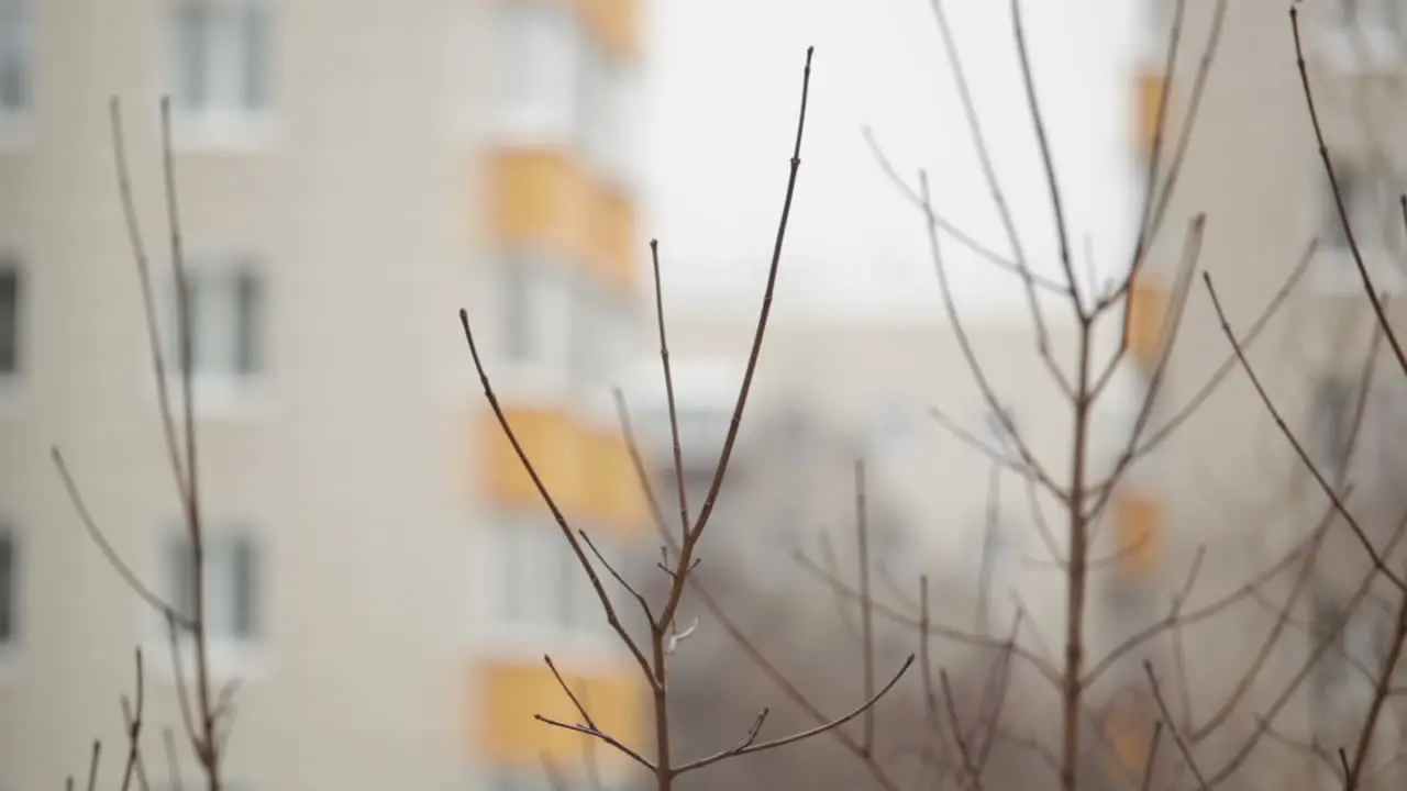 Tree branches and building at the background