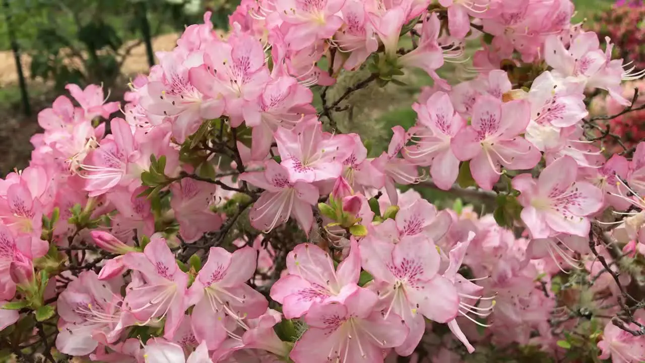 Rhododendron flowering shrubs trees bushes in full bloom in the spring