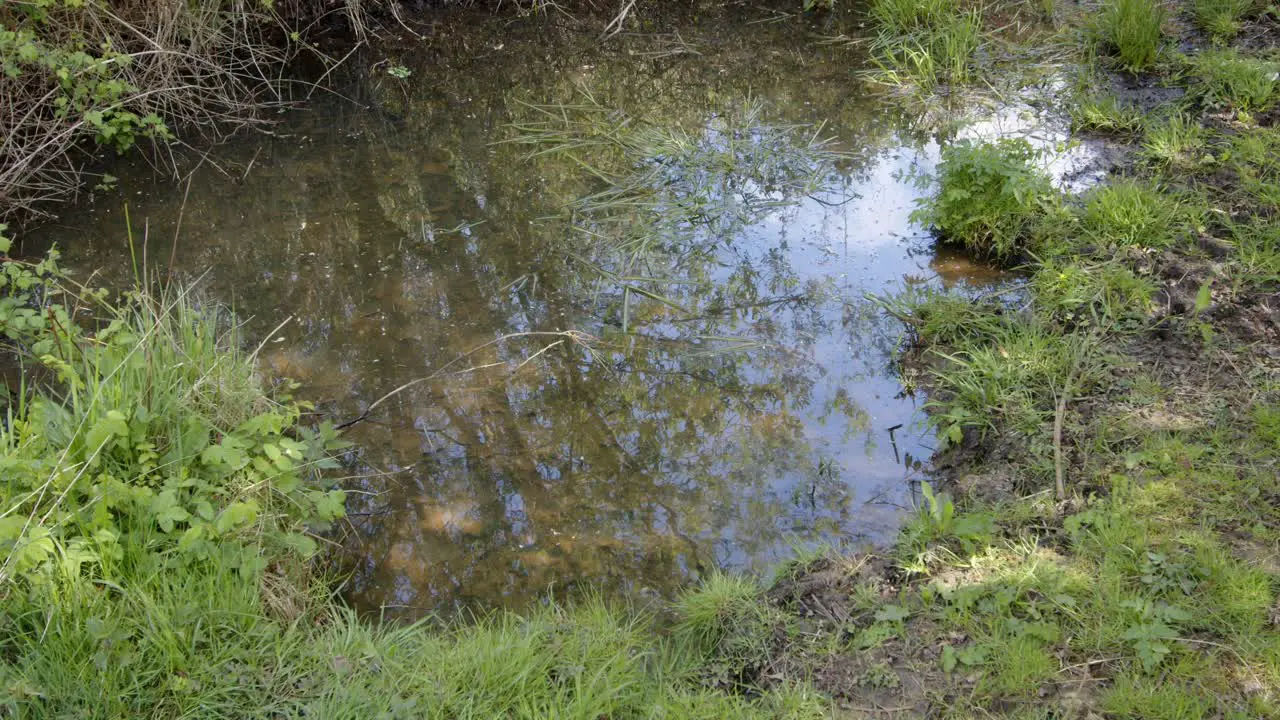 Spring woodland pond shimmering in the sun mid shot