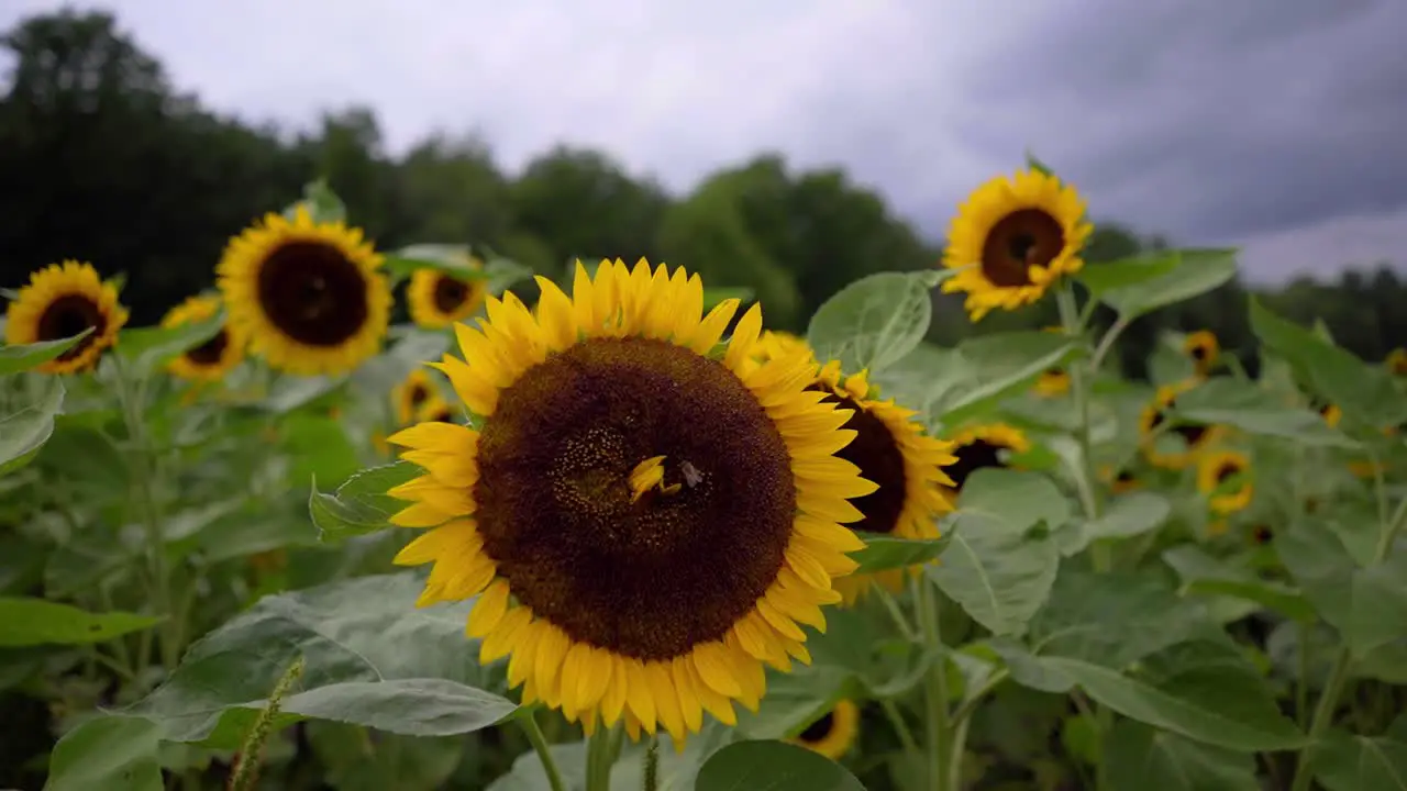 Close up slow motion shot of a large sunflower in a sunflower farm with a bee extracting pollen on a summer or spring day