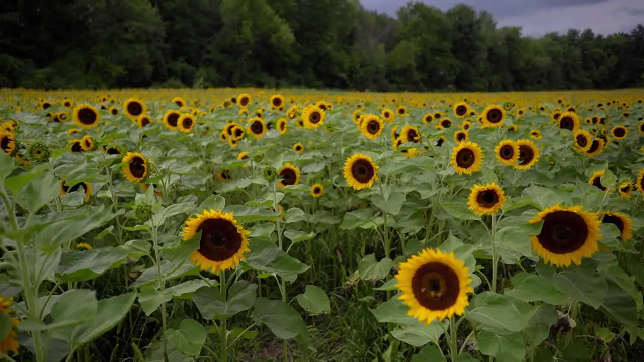 Slow motion shot of a sunflower farm