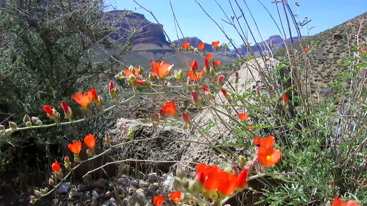 Wildflowers Grow In The American Southwest