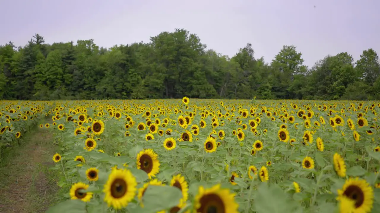 Wide shot of a sunflower farm on a windy day