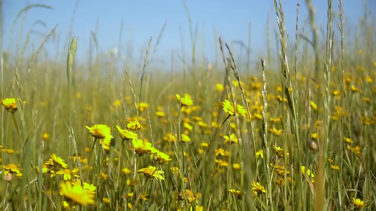 Field of yellow flowers